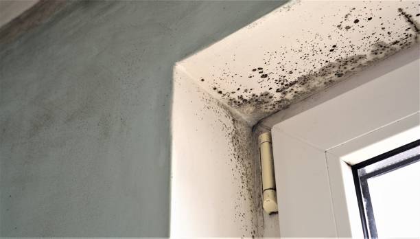 Mold Odor Removal Services in Luverne, MN